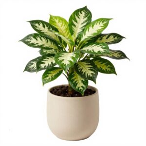 Aglaonema White Lime