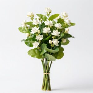 Arabian Jasmine
