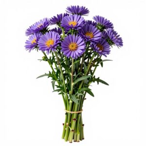 Asters