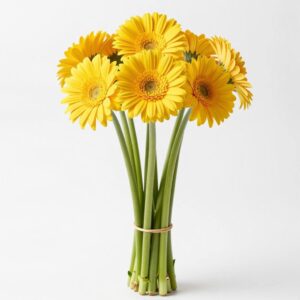 Yellow Gerberas