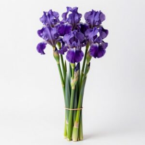 Irises