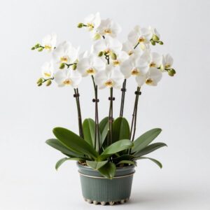 Orchids