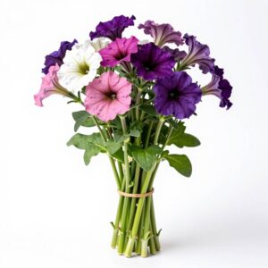 Petunias