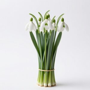 Snowdrops