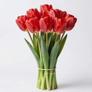 Red Tulips