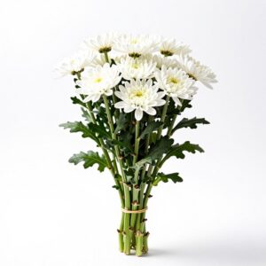 White Chrysanthemums