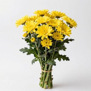 Yellow Chrysanthemums