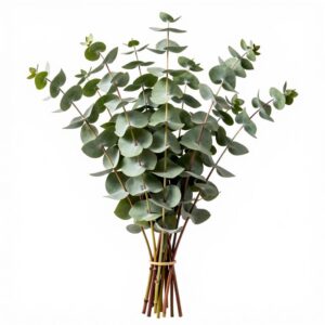 Eucalyptus