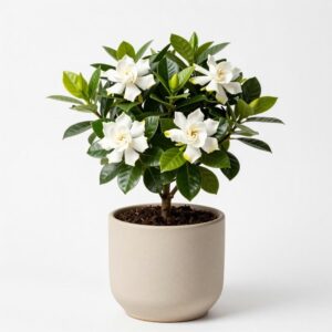 Gardenia Jasminoides (Cape Jasmine)