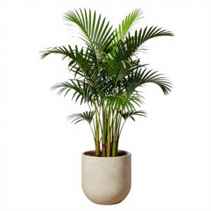Areca Palm (Butterfly Palm)