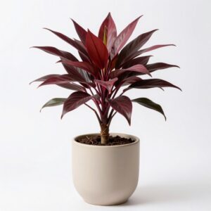 Cordyline Australis Red Star