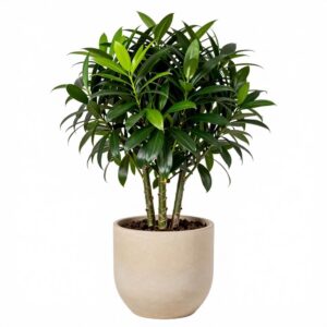 Dracaena Compacta