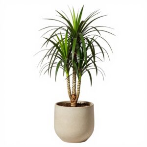 Dracaena Marginata