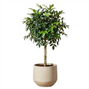 Ficus Benjamina Exotica