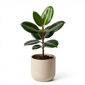 Ficus Elastica (Rubber Tree)