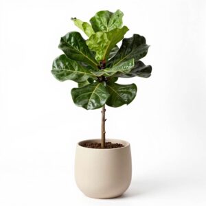Ficus Lyrata (Fiddle Leaf Fig)