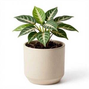 Fittonia (Nerve Plant)