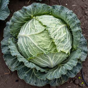 White Cabbage