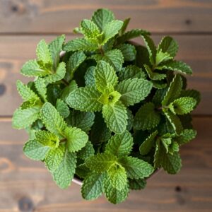 Mint (Bunch)