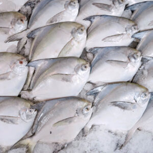 Zubaidi (Silver Pomfret)